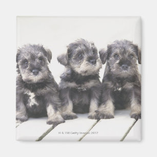 Íman O Schnauzer diminuto é uma raça do cão pequeno