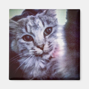 Íman O seu ímã personalizado Pet