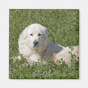 Íman O sheepdog de Maremma no pasto actua como uns