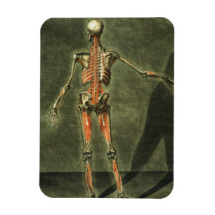 Íman O sistema muscular profundo da parte traseira do