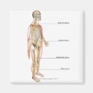 Íman O sistema nervoso 3