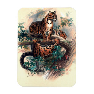 Íman O Tigre Nublado por Joseph Wolf