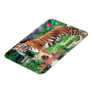 Íman O Tigre Real do Bengala