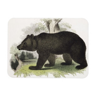Íman O urso de Brown, bar educacional da ilustração.