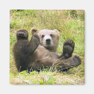 Íman O Urso Marrom Preguiçoso
