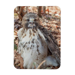 Íman O vermelho atou o falcão dobrado