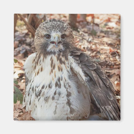 Íman O vermelho atou o falcão dobrado