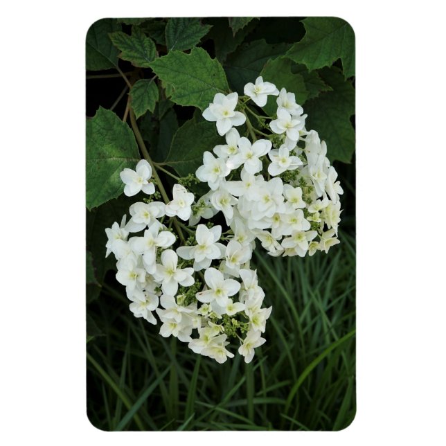 Íman Oakleaf Hydrangea (Vertical)