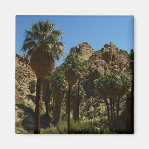 Íman Oásis Lost Palms I no Parque Nacional Joshua Tree