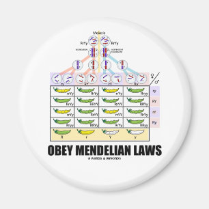 Íman Obedeça leis Mendelian (as ervilhas transversais