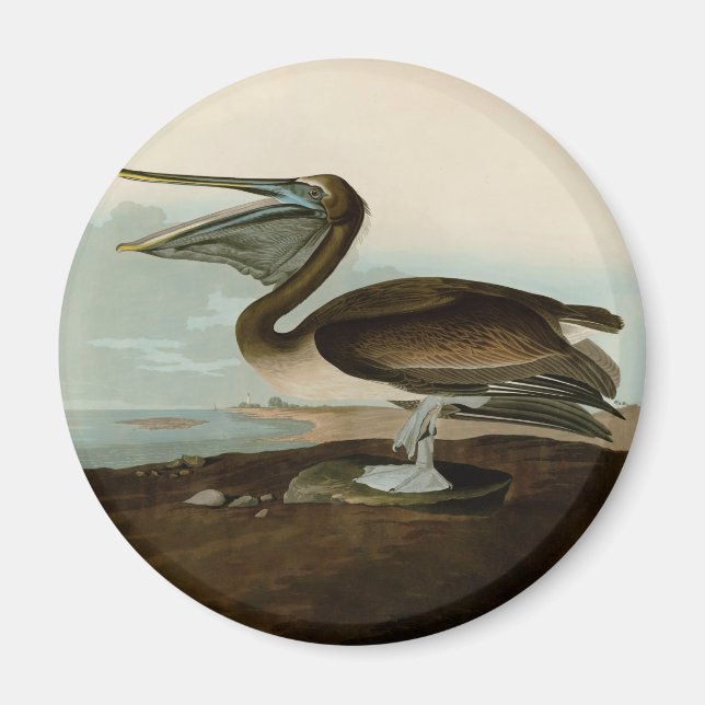 Íman Obra de Arte Pintura Pelicano Marrom John James Au (Frente)