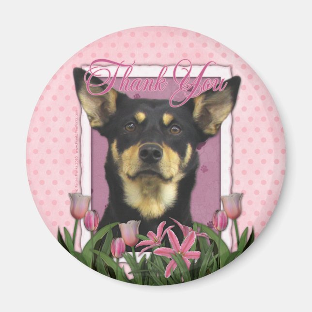 Íman Obrigado - australiano Kelpie - Jude (Frente)