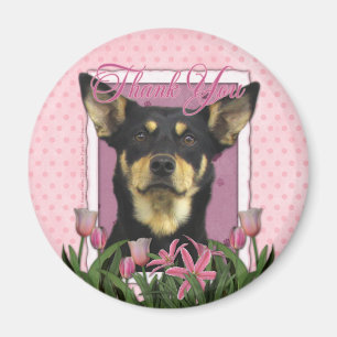 Íman Obrigado - Kelpie australiano - Jude