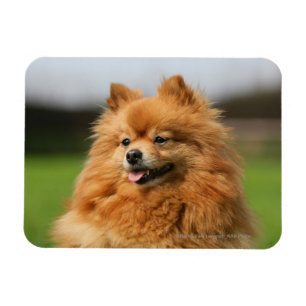 Íman Observação de Pomeranian