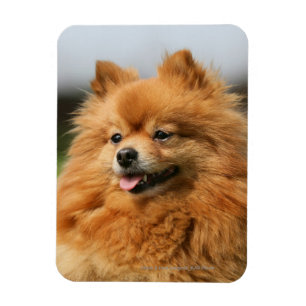 Íman Observação de Pomeranian