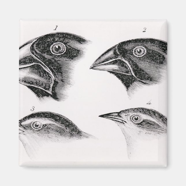 Íman Observações de Darwin sobre aves (Frente)