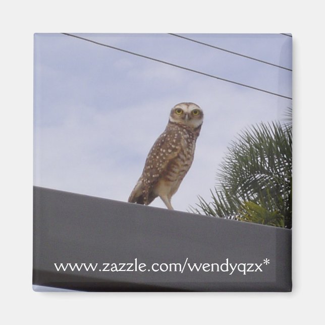 Íman Observante Owl (Frente)