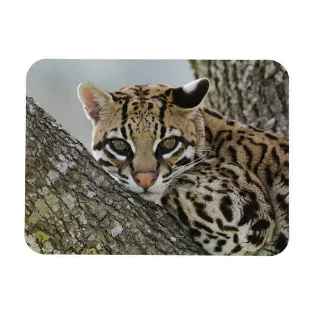 Íman Ocelot, Felis pardalis, cativo, fêmea descansando  (Horizontal)