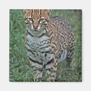 Íman OCELOTE (Leopardus pardalis) AMÉRICA CENTRAL