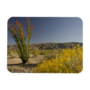Íman Ocotillo e Desert Senna