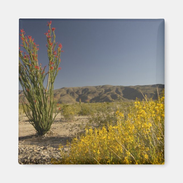 Íman Ocotillo e Desert Senna (Frente)
