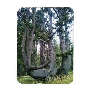 Íman Octopus Tree, Cape Meares, Oregon