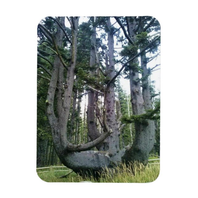 Íman Octopus Tree, Cape Meares, Oregon (Vertical)