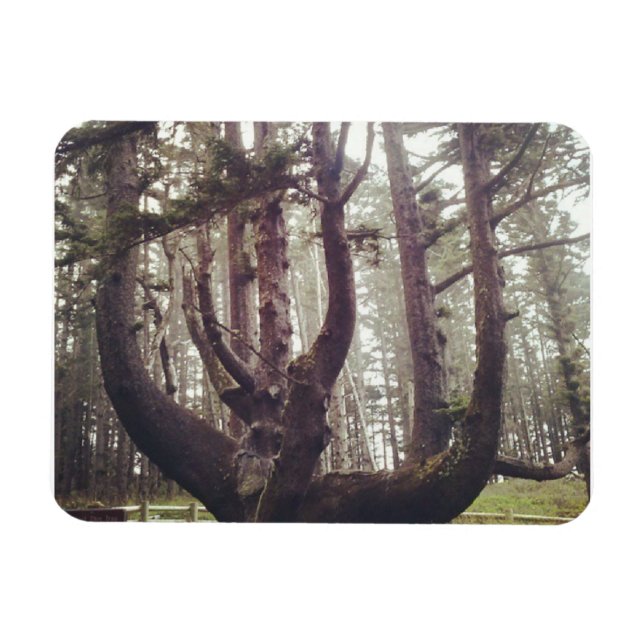 Íman Octopus Tree, Cape Meares, Oregon (Horizontal)