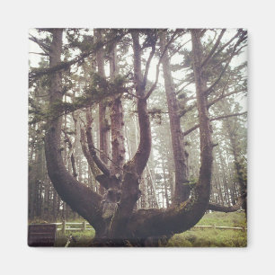Íman Octopus Tree, Cape Meares, Oregon