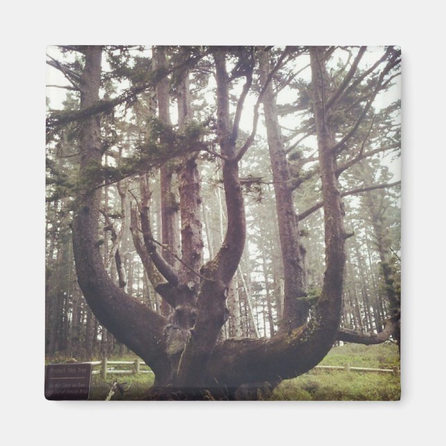 Íman Octopus Tree, Cape Meares, Oregon (Frente)