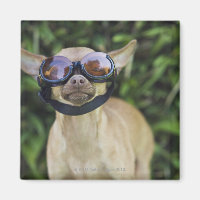 Óculos de visto Chihuahua