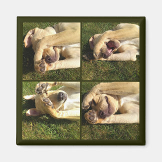 Íman Ocultar e Procurar Puppy