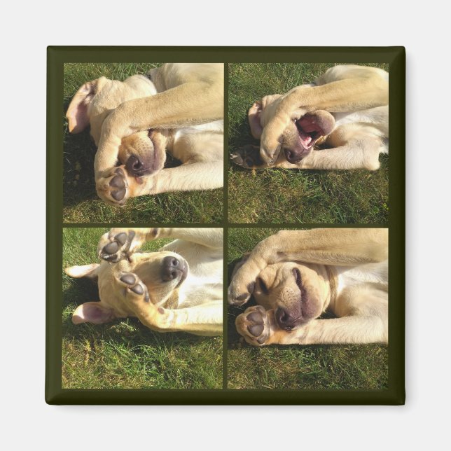 Íman Ocultar e Procurar Puppy (Frente)