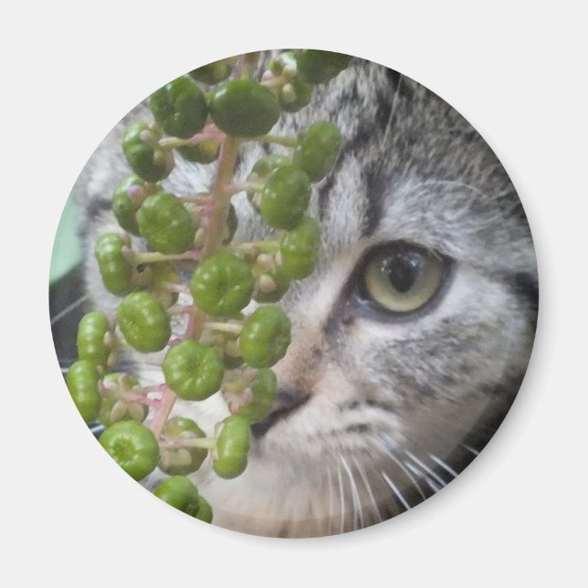 Íman Ocultar Kitten (Frente)
