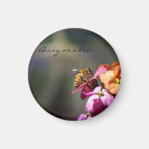 Íman Ocupado como recompensa de Abelhas...