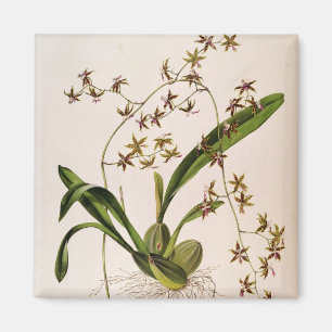 Íman Odontoglossum Hastatum