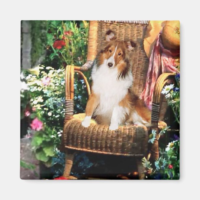 Íman Ofertas de arte Shetland Sheepdog (Frente)