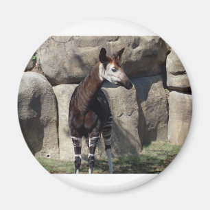Íman okapi