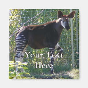Íman Okapi Magnet