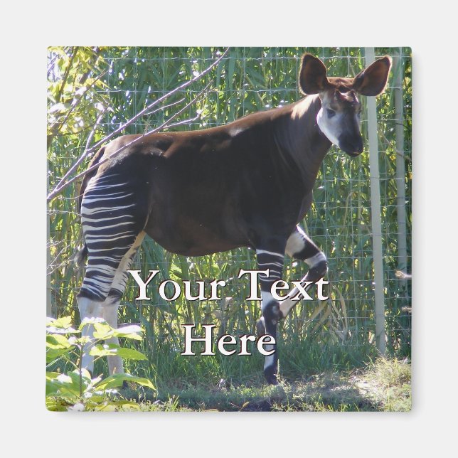 Íman Okapi Magnet (Frente)