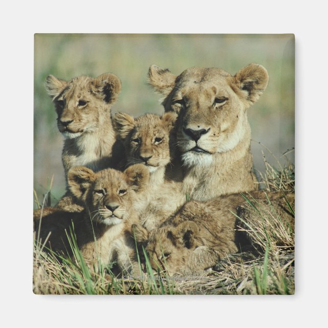 Íman Okavango Delta, Botsuana (Frente)