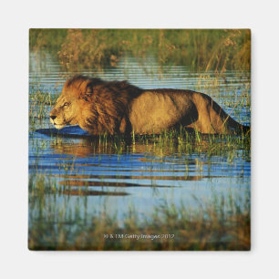 Íman Okavango Delta, Botsuana 3