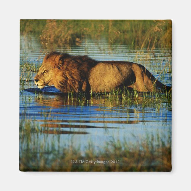 Íman Okavango Delta, Botsuana 3 (Frente)