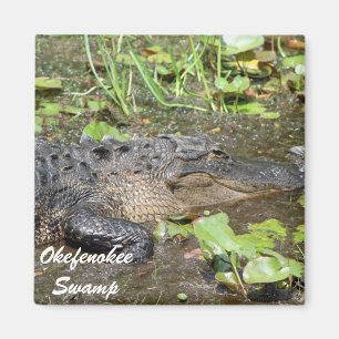 Íman Okefenokee Swamp Waycross Georgia Alligator Magnet