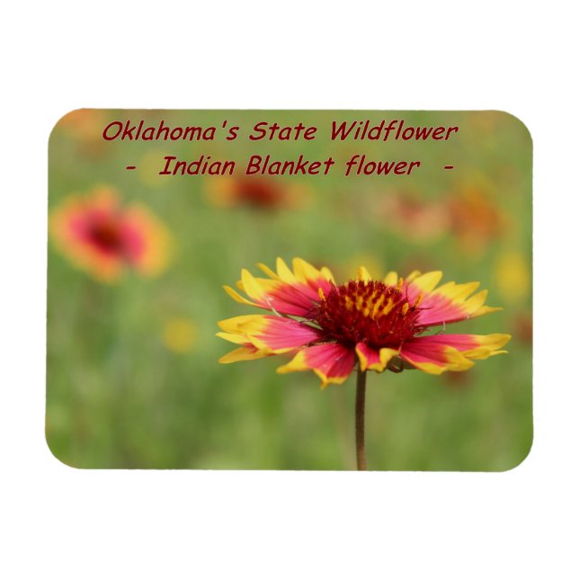 Íman Oklahoma State Wildflower Magnet (Horizontal)