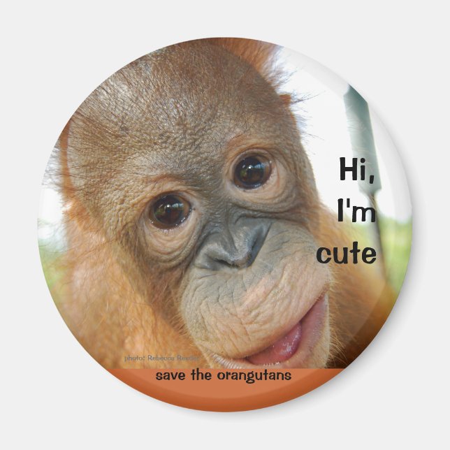 Íman Olá, Cute Baby Orangutan (Frente)