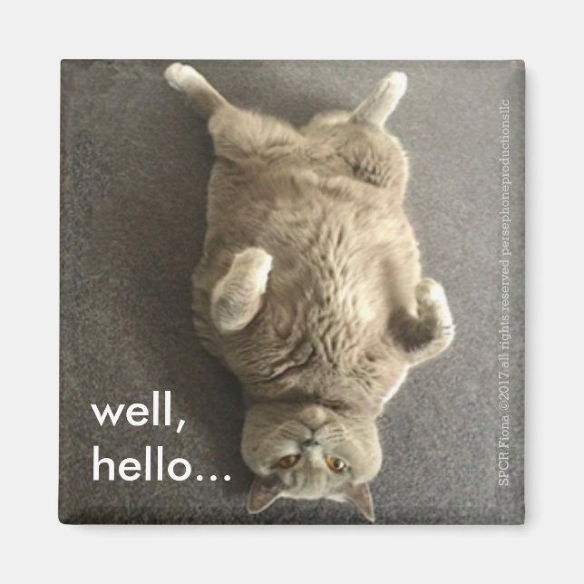 Íman "Olá..." de Fiona, o Gato Azul Britânico. (Frente)