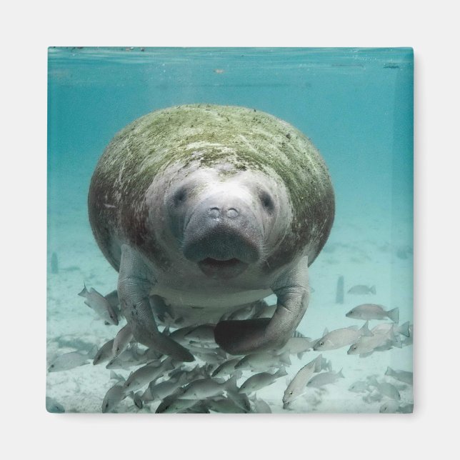 Íman Olá, Manatee Magnet (Frente)