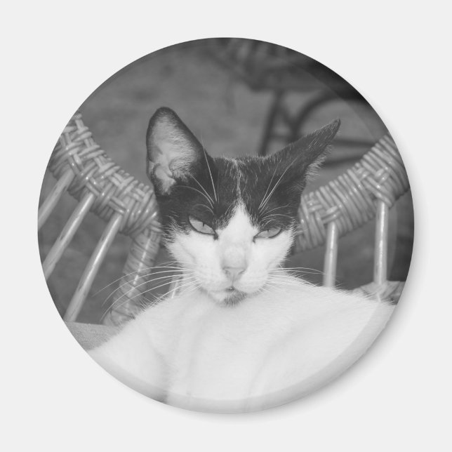 Íman Olá, Meow.. (Frente)