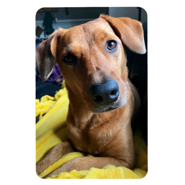 Íman Olá, pessoal (Vertical)